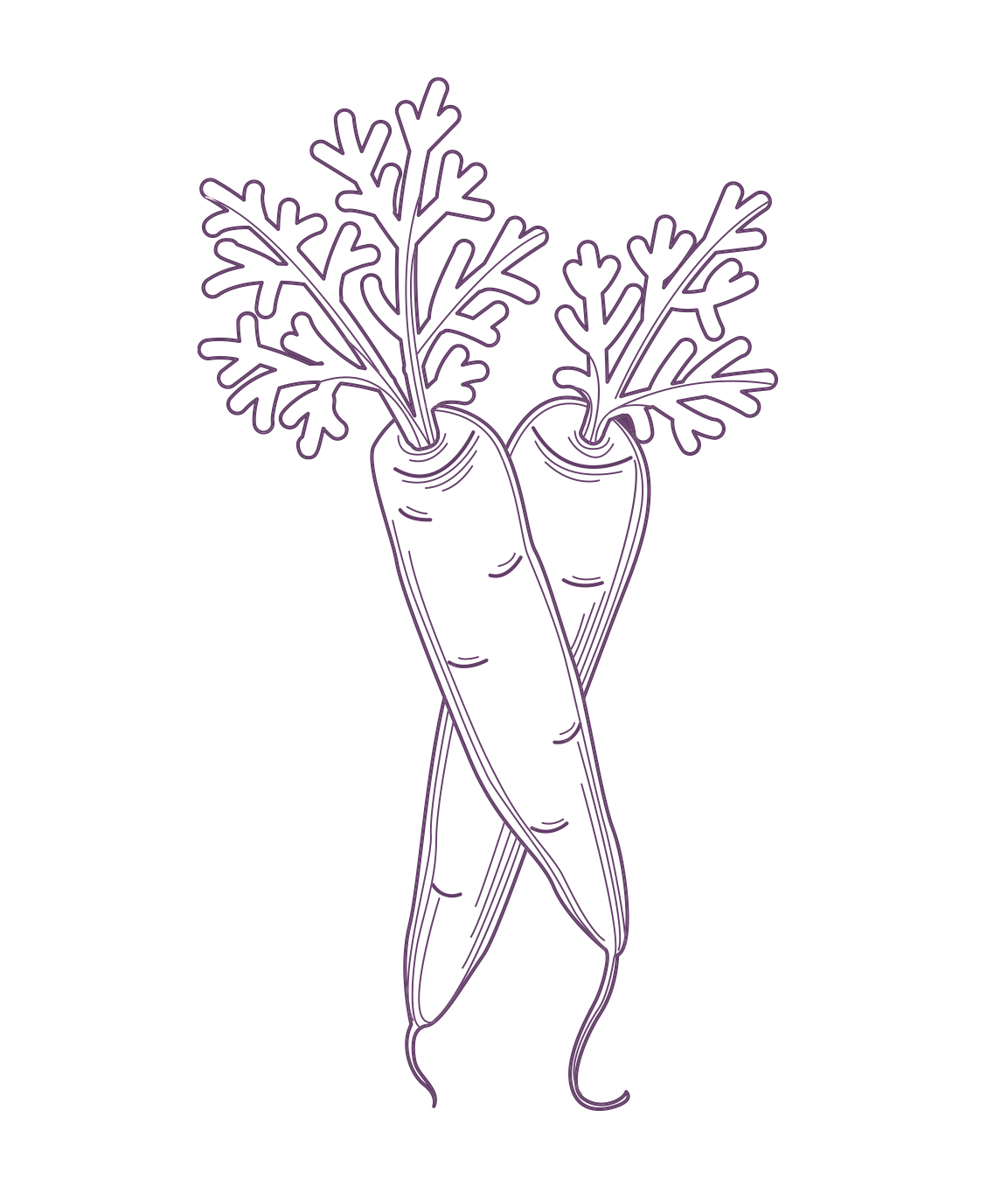carrots illustration